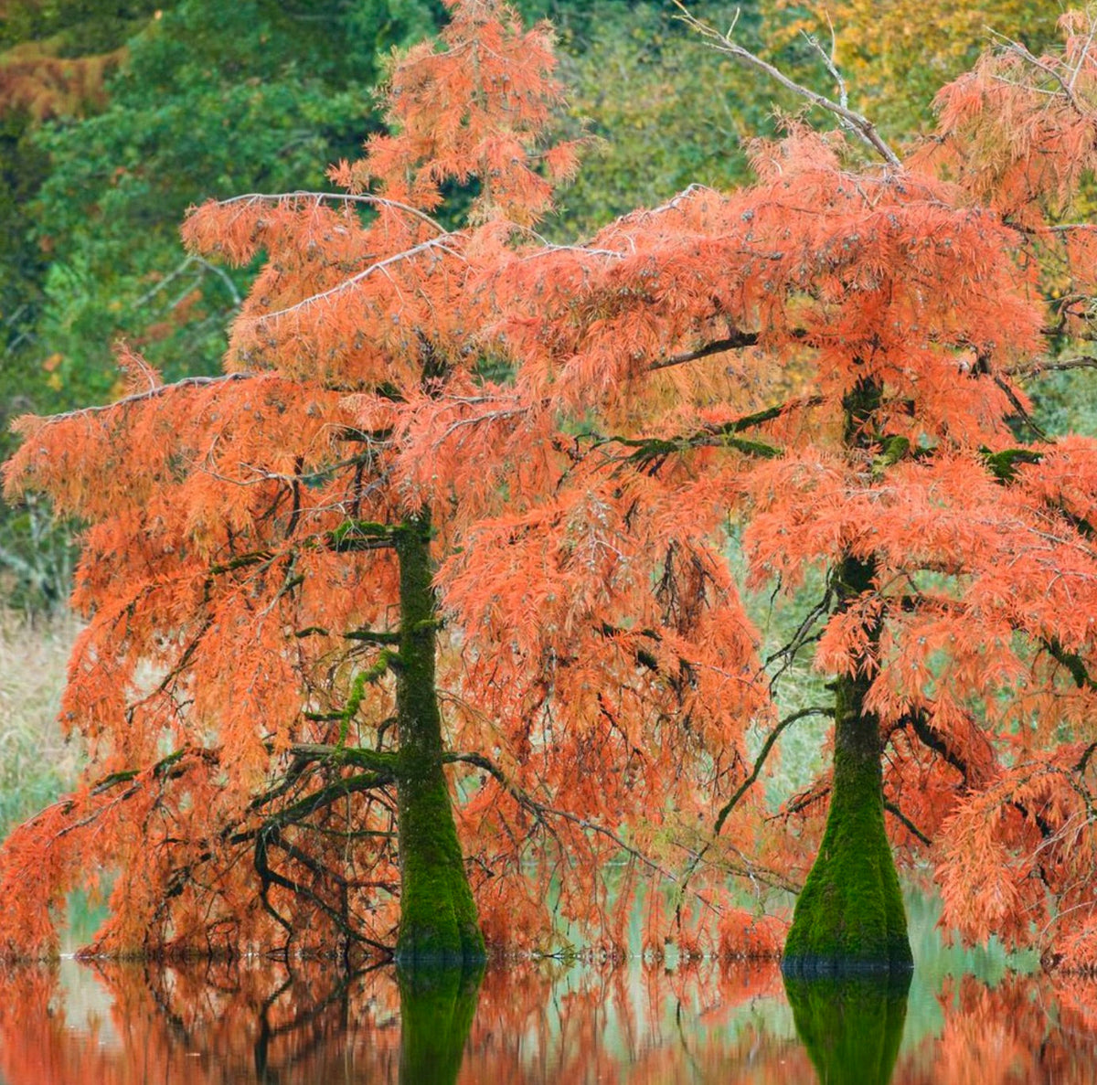 Taxodium distichum 70-90cm | Bald cypress | Swamp cypress