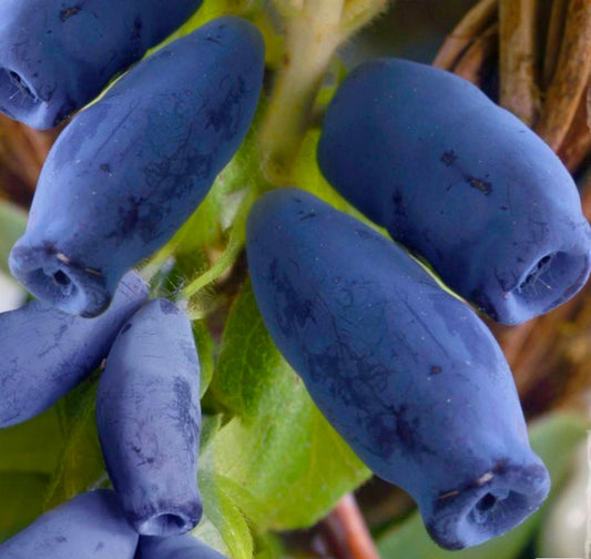 Lonicera caerulea var. kamtschatica ripe elongated blue berries on green leaves close-up