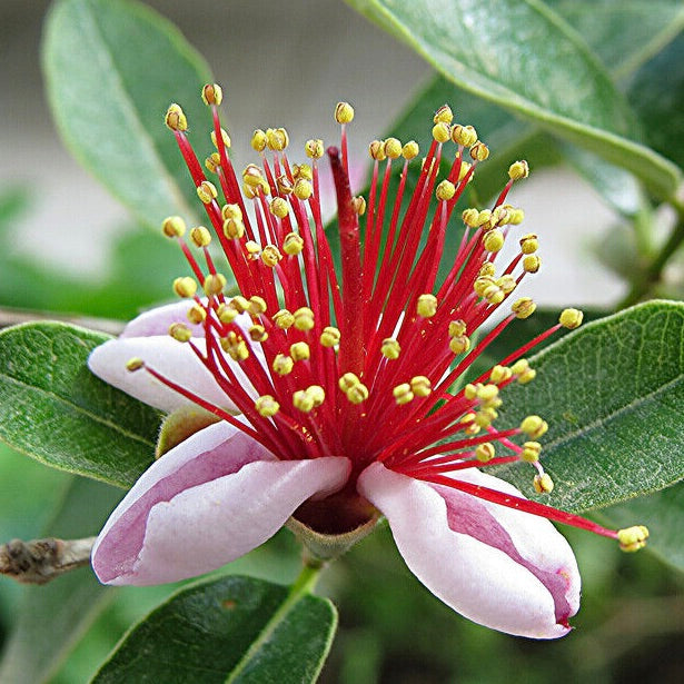 Feijoa sellowiana (syn. Acca sellowiana) 20-60cm | Pineapple guava