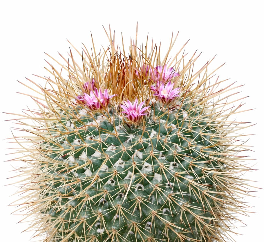 Mammillaria apozolensis var saltensis rare cactus with dense yellow spines and small pink flowers