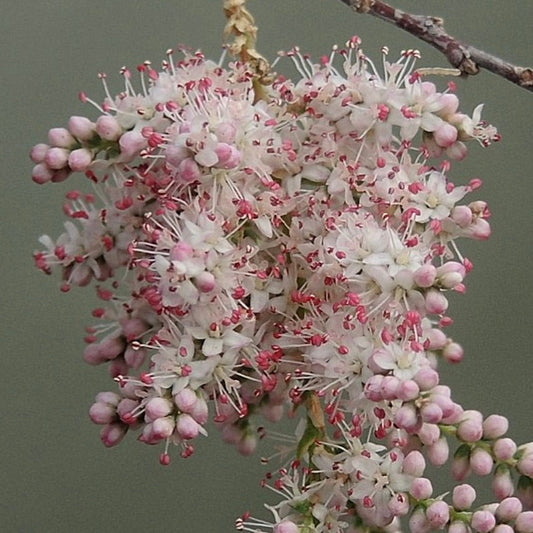 Tamarix africana delicate white and pink clustered flowers on woody branches