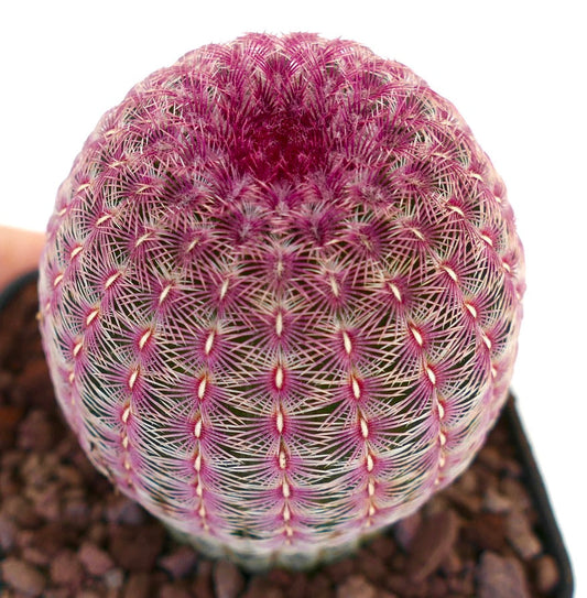 Echinocereus rigidissimus subs. rubispinus rare cactus with vibrant pink spines and spherical shape