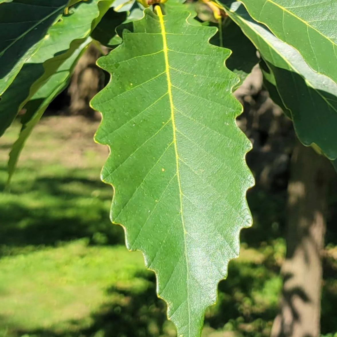Quercus muehlenbergii glossy green serrated leaf with prominent yellow midrib outdoors