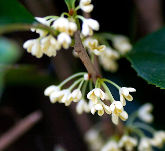 Osmanthus fragrans 10-20cm | Sweet osmanthus | Fragrant olive