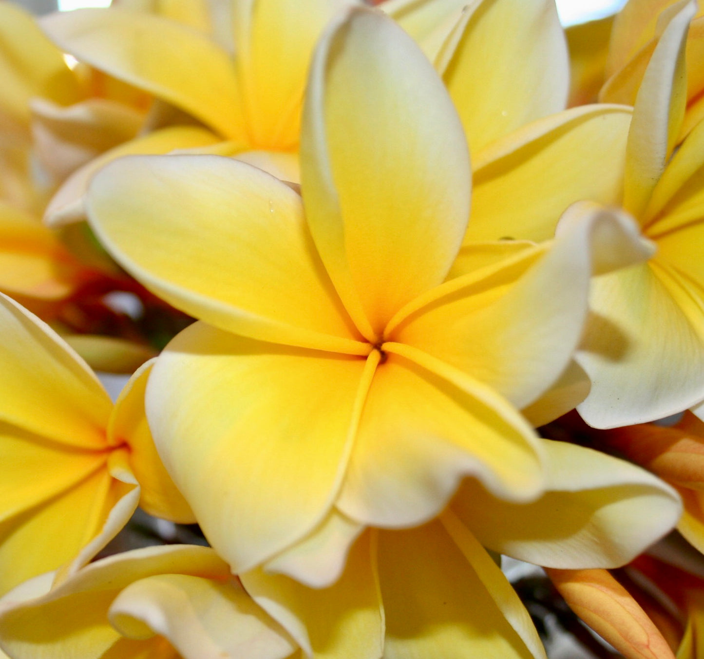 Plumeria alba cv YELLOW DIAMOND | White frangipani | Nosegay