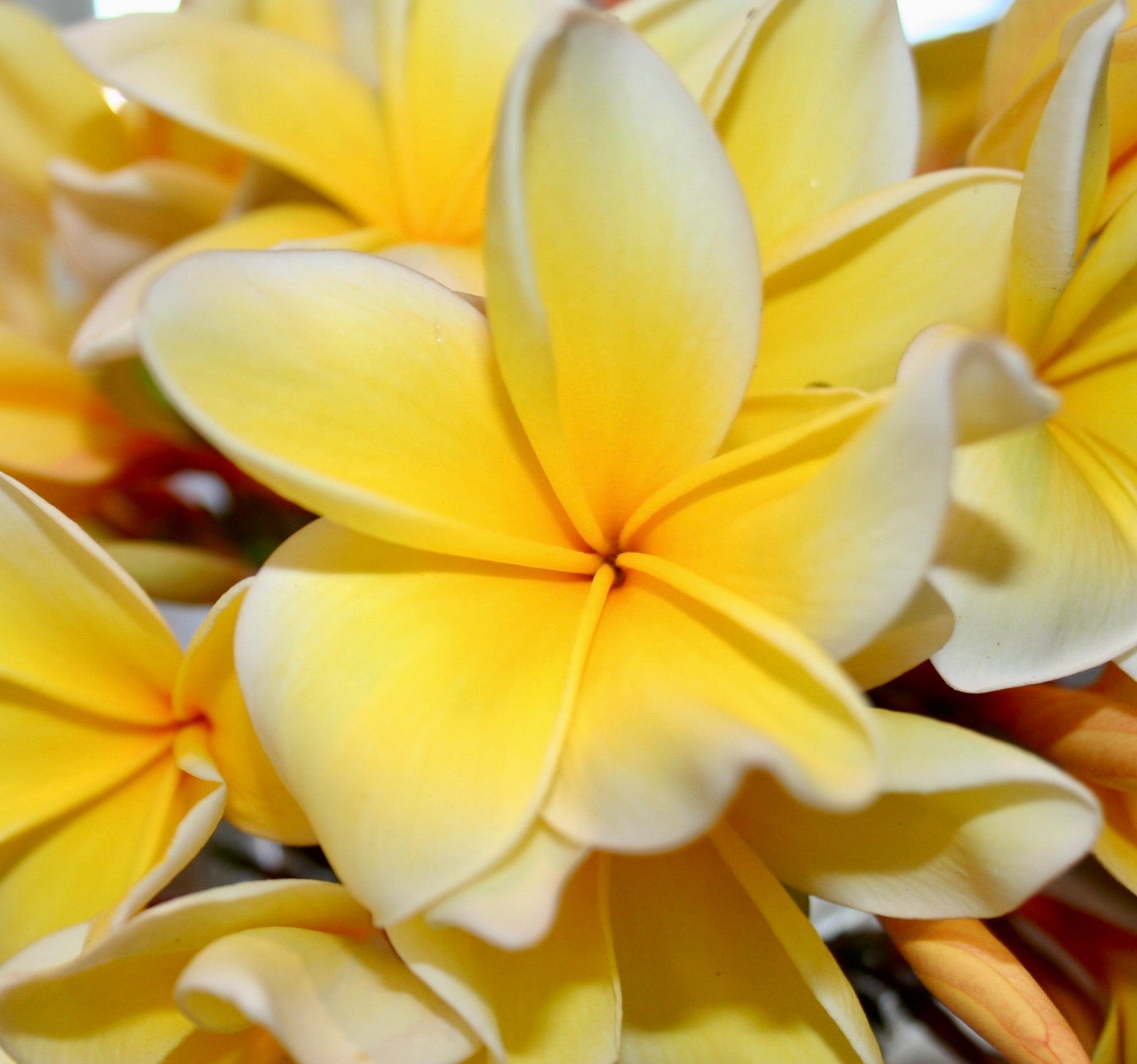 Plumeria alba cv YELLOW DIAMOND vibrante fiore tropicale giallo profumato in gruppo, primo piano