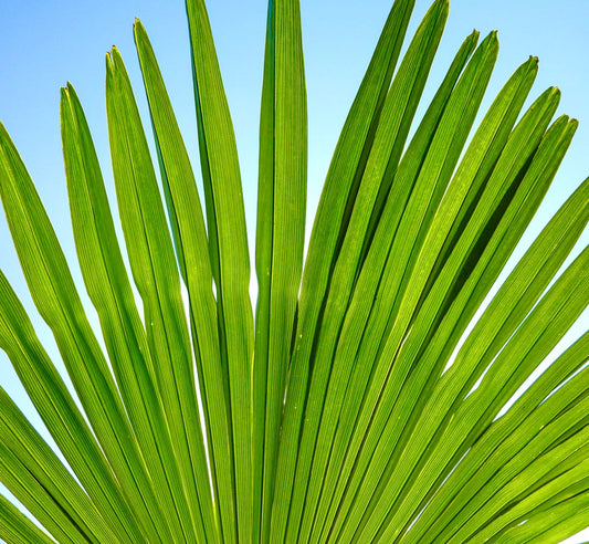 Trachycarpus fortunei bright green fan-shaped palm leaves with prominent ribs against blue sky