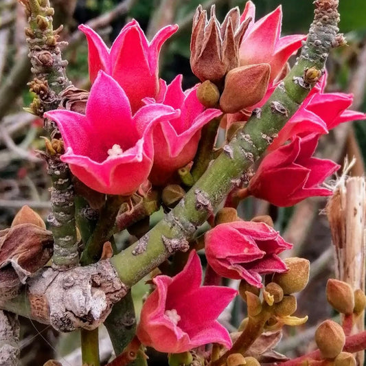 Brachychiton discolor vibrant pink bell-shaped flowers on textured woody stems