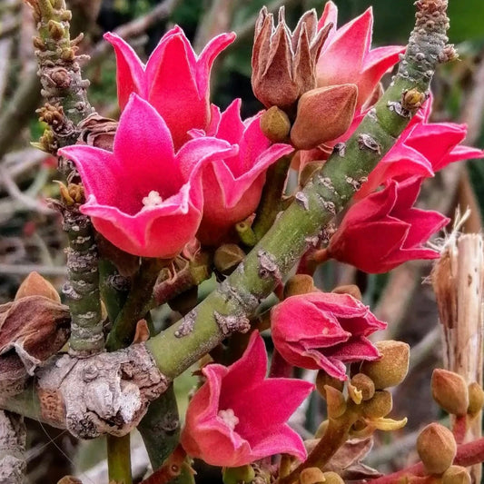 Brachychiton discolor vibrant pink bell-shaped flowers with textured green woody stems