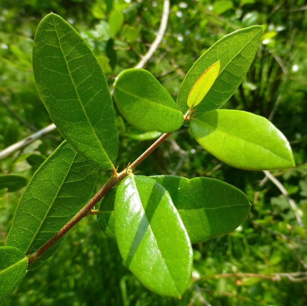 Quercus fusiformis 10-30cm | Texas live oak | Escarpment oak