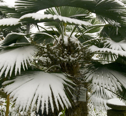 Trachycarpus wagnerianus palm with fan-shaped leaves covered in snow in winter garden