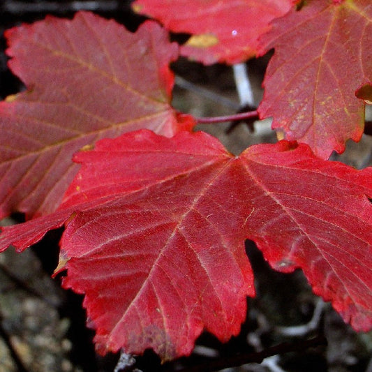 Acer opalus 'Neapolitan Maple' vibrant red autumn leaves close-up