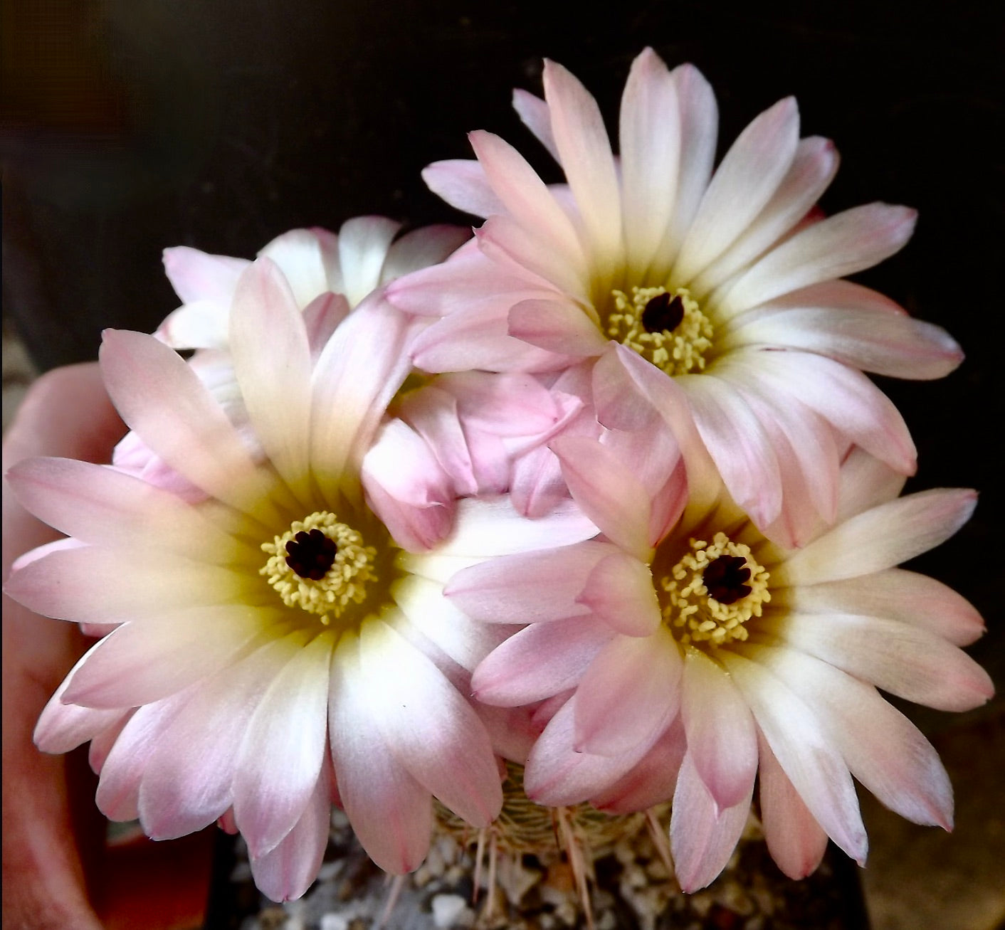 Notocactus rutilans cactus with pale pink and white flowers blooming in cluster