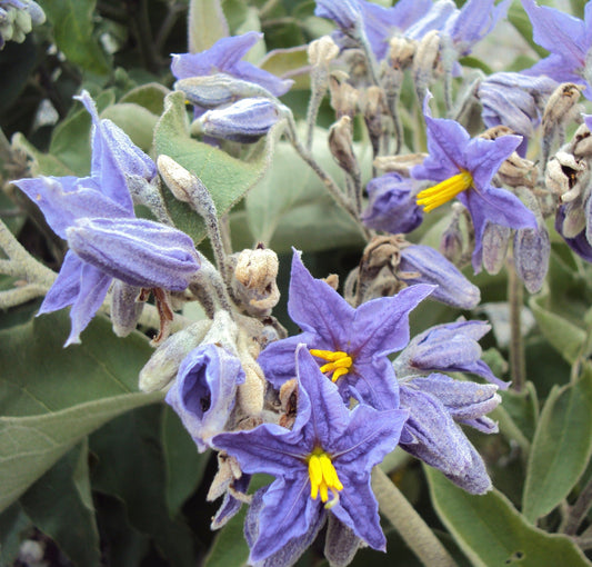 Solanum mauritianum 100-150cm | Bugweed | Woolly nightshade