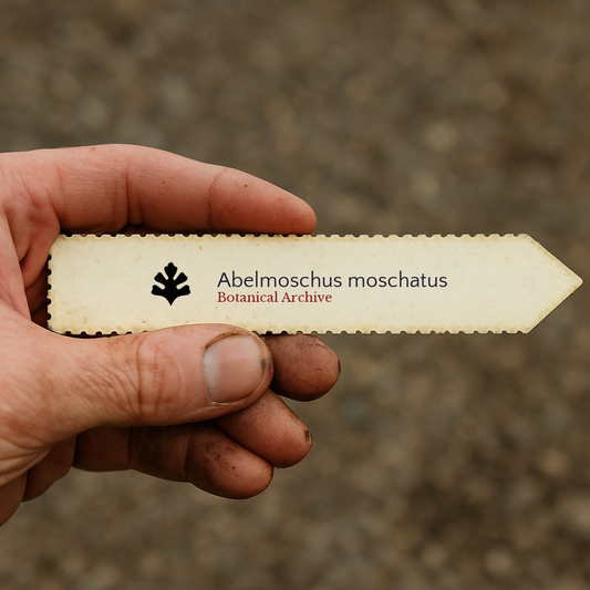 Etichetta per piante stampata di Abelmoschus moschatus tenuta da un giardiniere con dita macchiate di terra