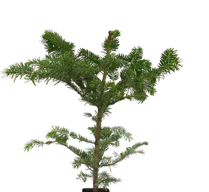 Abies alba | Silver Fir | European Silver Fir |