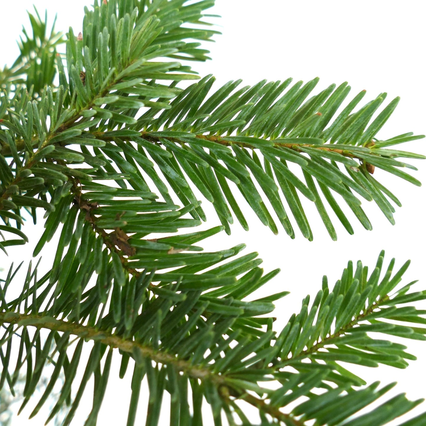 Abies alba aghi verdi densi su ramo fresco di conifera dettaglio ravvicinato