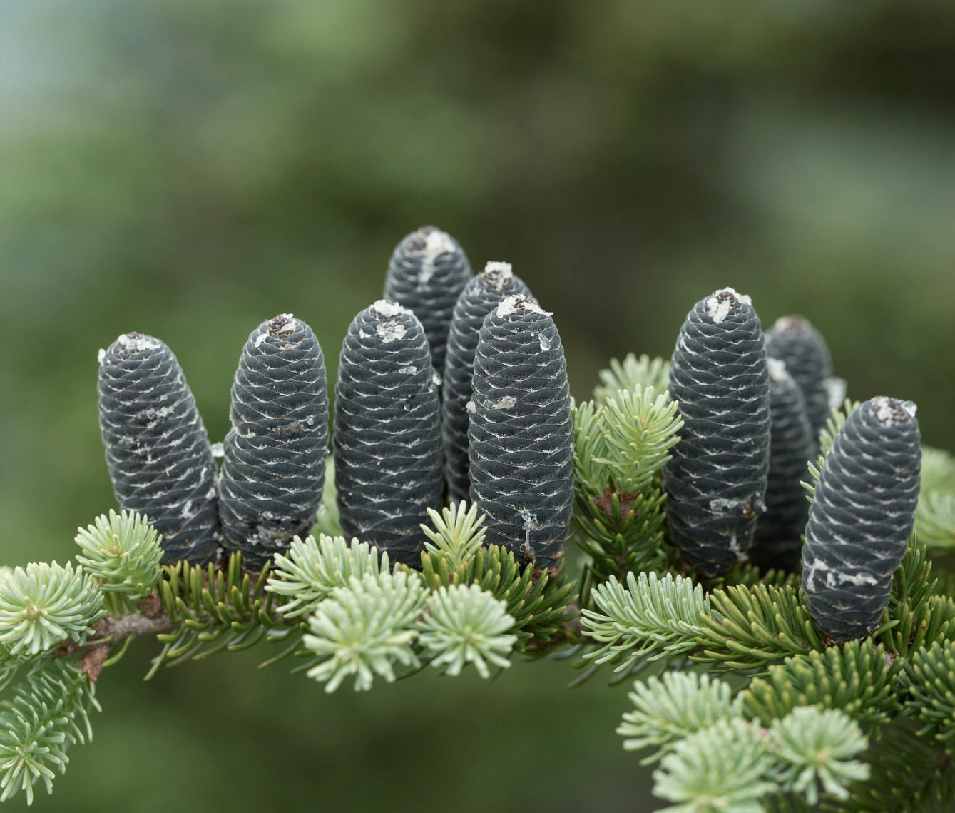 Abies balsamea primo piano di coni viola scuro con aghi verde fresco sul ramo
