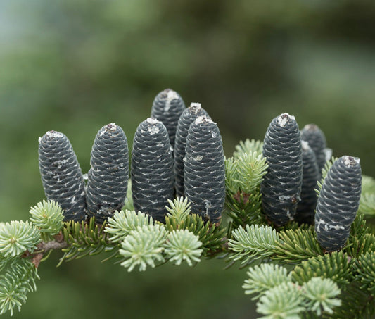 Abies balsamea close-up of dark purple cones with fresh green needles on branch