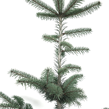 Abies bornmuelleriana 40-70cm | Bornmueller's fir | Turkish fir