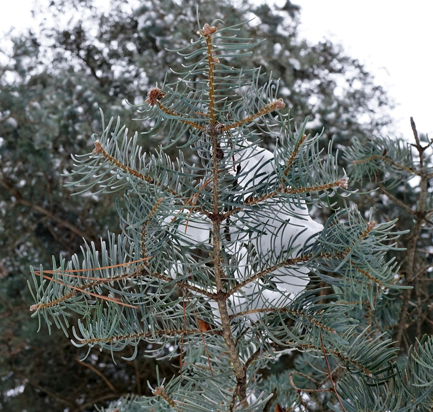 Abies concolor conifera sempreverde con aghi verde-bluastro e neve sui rami