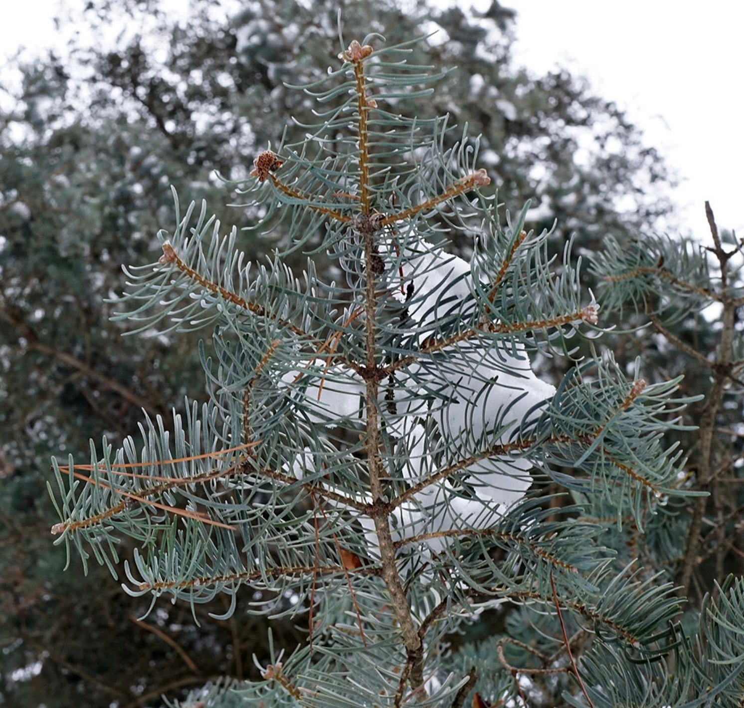 Abies concolor conifera sempreverde con aghi verde-bluastro e neve sui rami