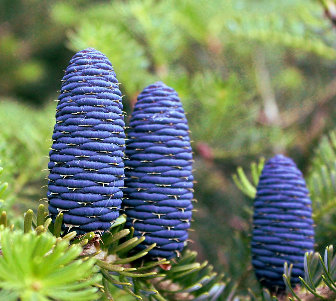 Cluster di coni viola vivace di Abies koreana con fogliame di aghi verdi in primo piano