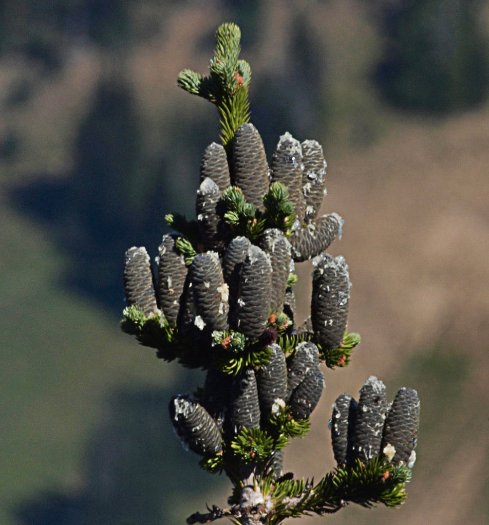 Abies lasiocarpa close-up of mature cones and dense green needle foliage