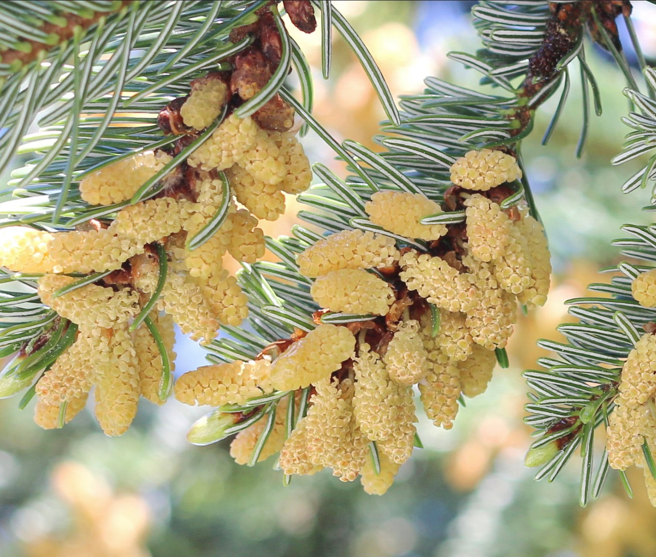 Coni di polline freschi gialli di Abies nordmanniana con aghi verdi a foglia stretta, primo piano
