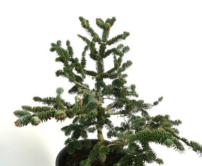 Abies numidica