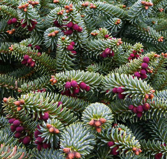 Fogliame sempreverde denso di Abies pinsapo con coni viola e aghi verde freschi in primo piano