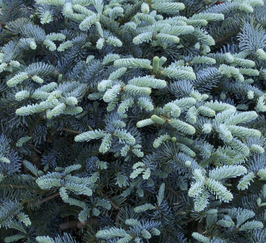Abies procera form ‘glauca’ | Noble Fir | Red Fir