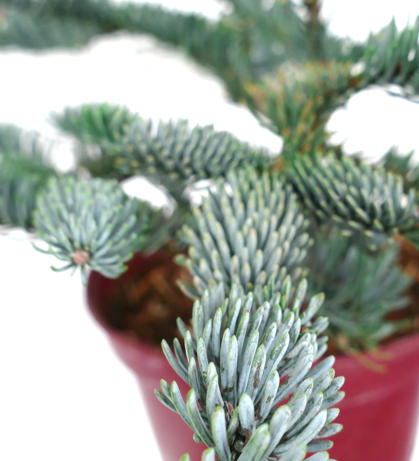 Abies procera form ‘glauca’ with dense blue-green needle clusters in a red pot