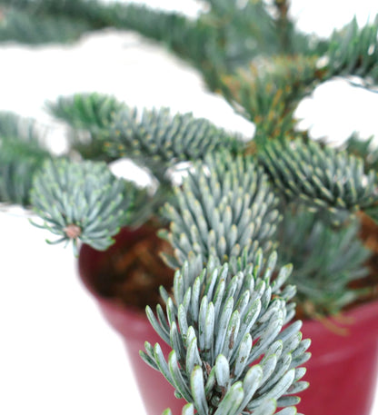 Abies procera form ‘glauca’ with dense blue-green needle clusters in a red pot