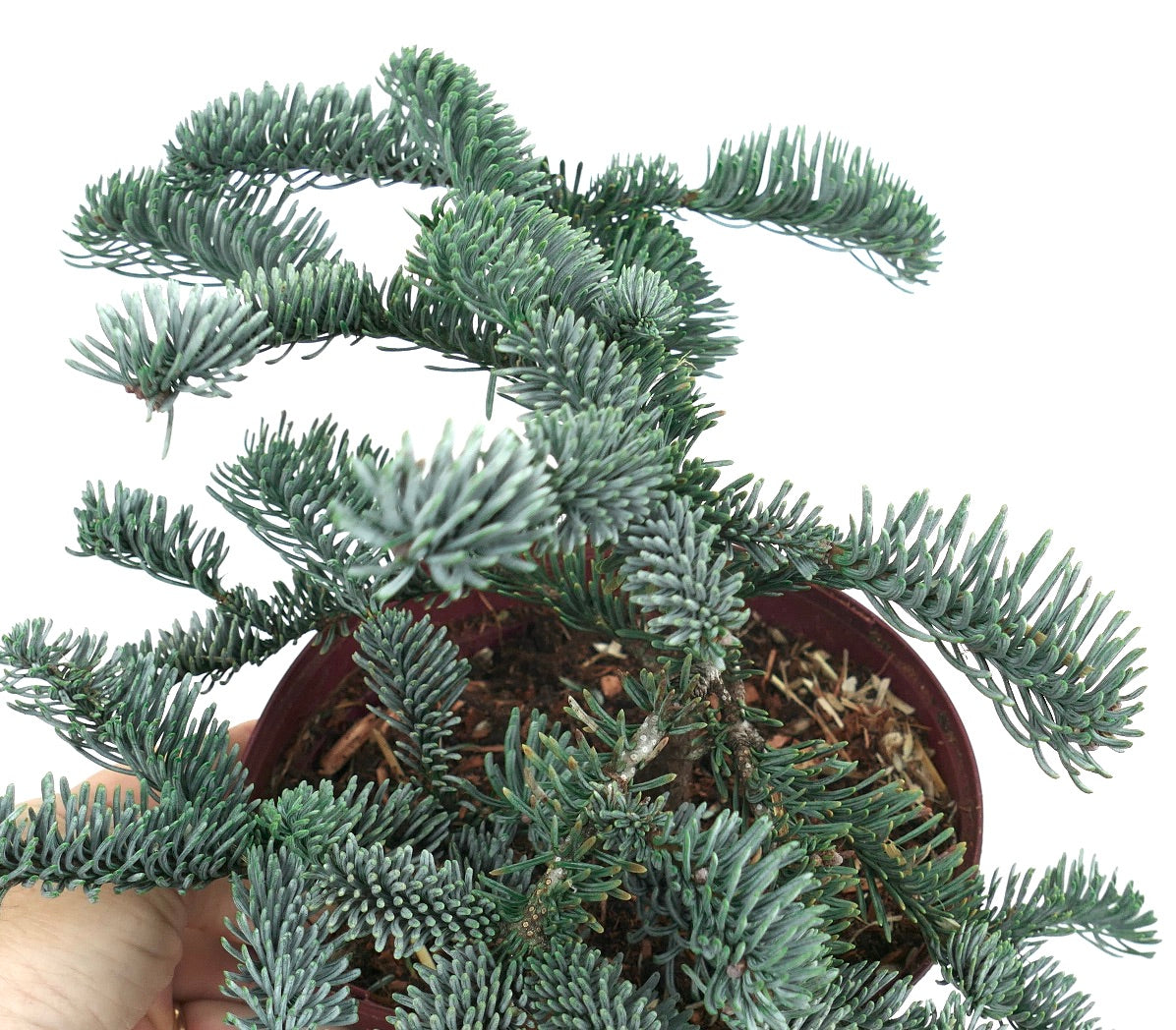 Abies procera form ‘glauca’ compact blue-green needle evergreen with dense branching in pot