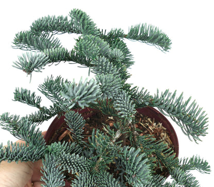 Abies procera form ‘glauca’ compact blue-green needle evergreen with dense branching in pot