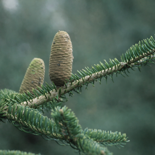 Abies recurvata 20-30cm | Recurved fir | Chinese fir