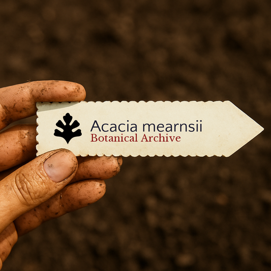Etichetta stampata per pianta di Acacia mearnsii tenuta da una mano sporca su sfondo di terreno
