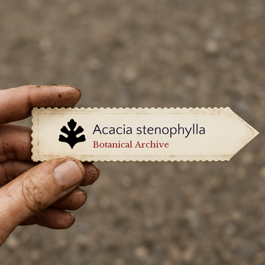 Etichetta stampata per pianta di Acacia stenophylla con logo Botanical Archive tenuta da mano sporca