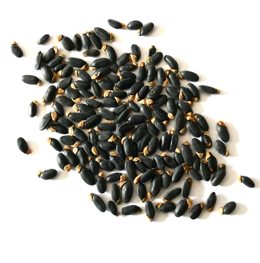Semi neri di Acacia baileyana con punte marroni su sfondo bianco