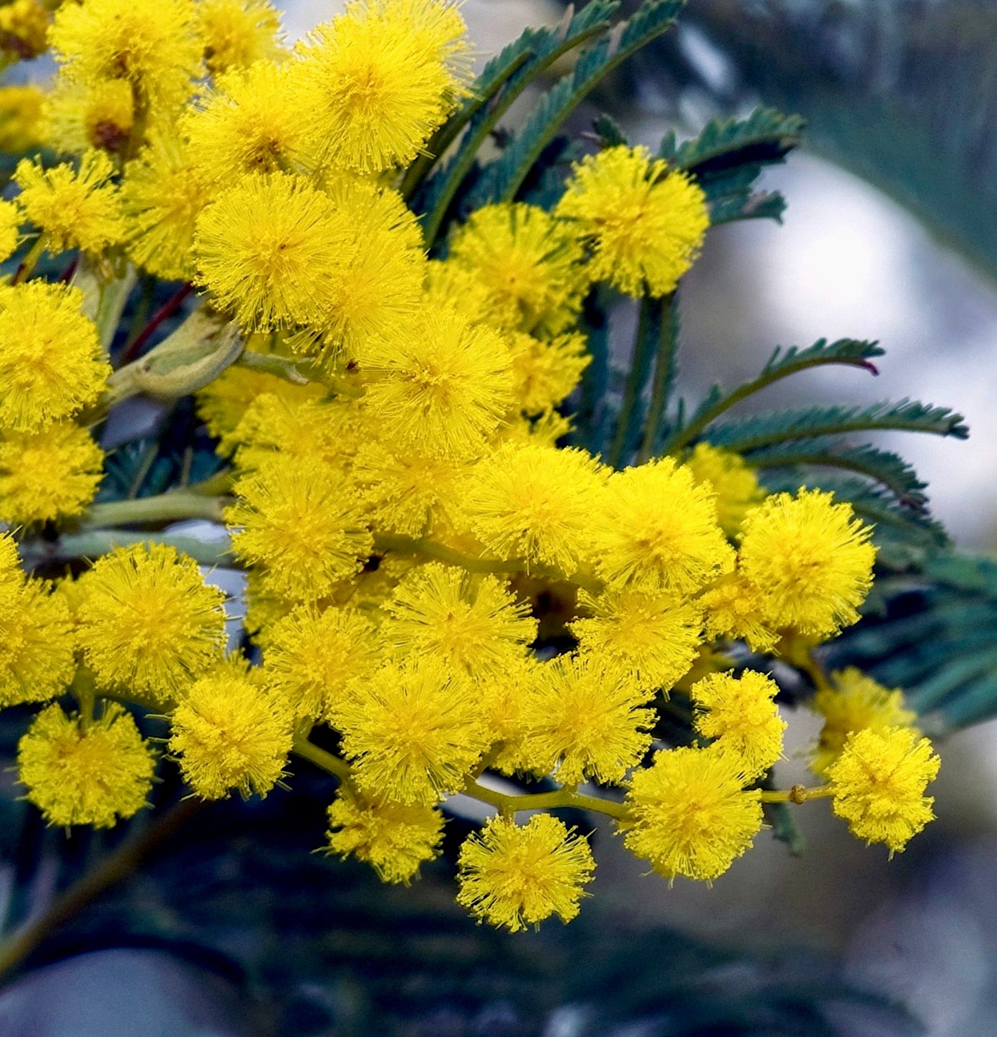 Fiori sferici soffici di un giallo brillante di Acacia dealbata con foglie verdi piumate, primo piano
