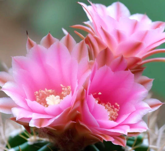 Cactus Acanthocalycium australis con fiori rosa vivaci in fiore