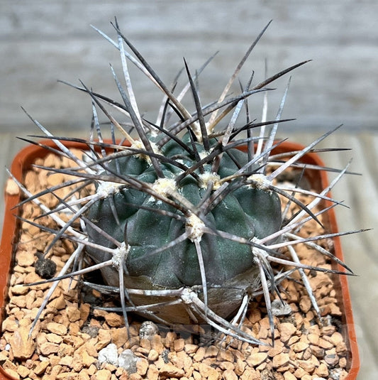 Acanthocalycium erythranthum raro cactus con spine lunghe e scure in vaso piccolo