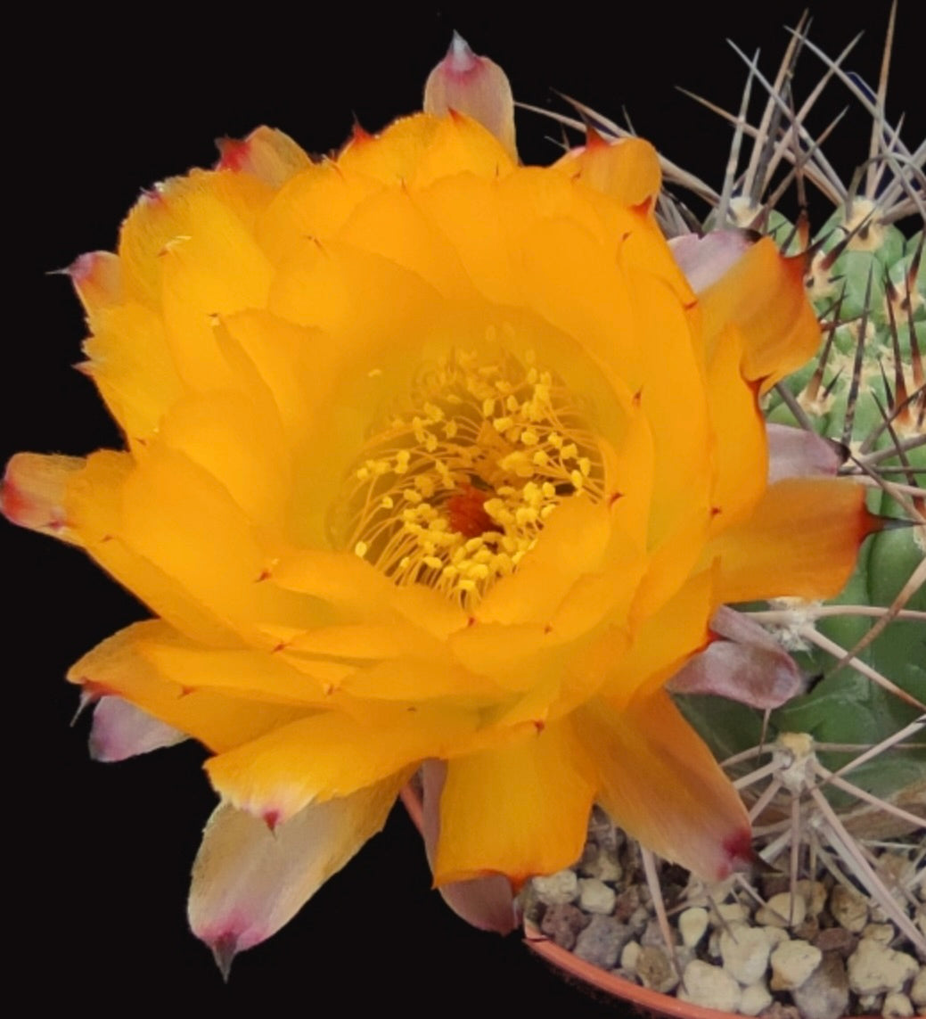 Cactus Acanthocalycium minutum con grande fiore vibrante giallo-arancione e spine affilate