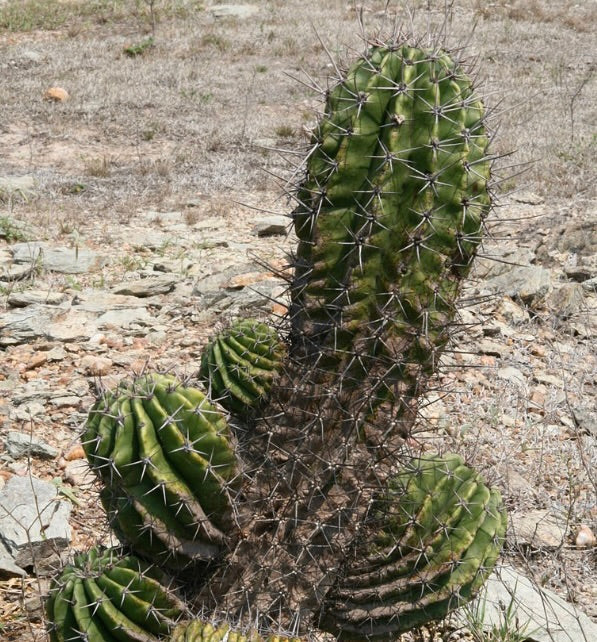 Cactus Acanthocalycium rhodotrichum con spine prominenti in terreno roccioso e secco