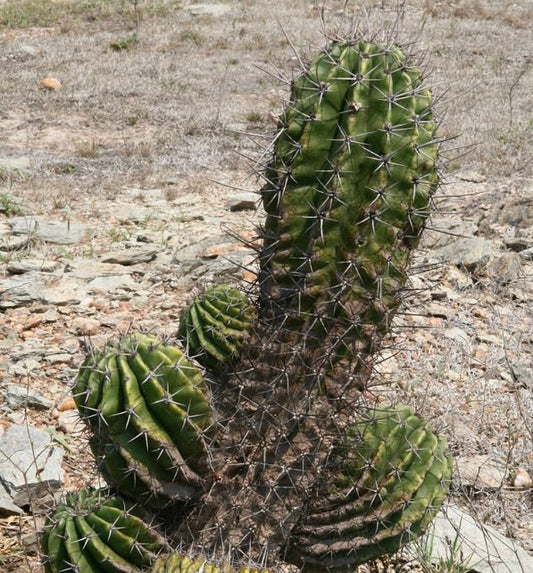 Cactus Acanthocalycium rhodotrichum con spine prominenti in terreno roccioso e secco