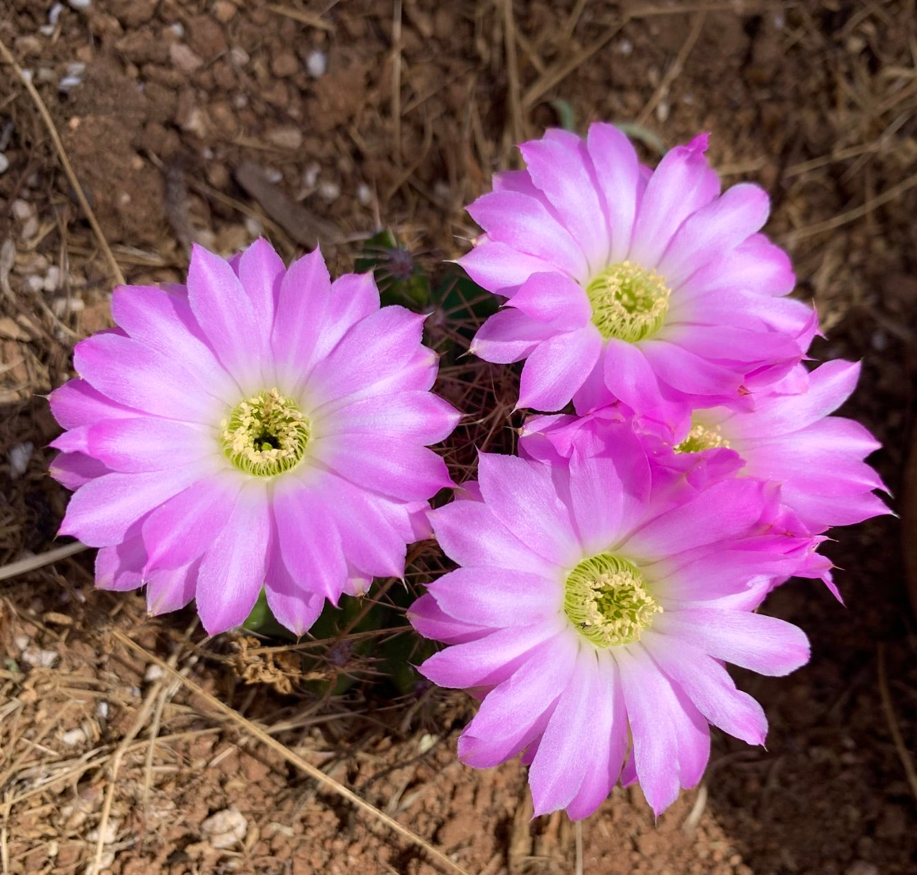 Cactus Acanthocalycium spiniflorum con vivaci fiori rosa e fusto verde spinoso nel terreno