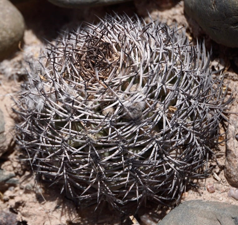 Acanthocalycium thionanthum raro cactus con spine grigie dense su terreno roccioso