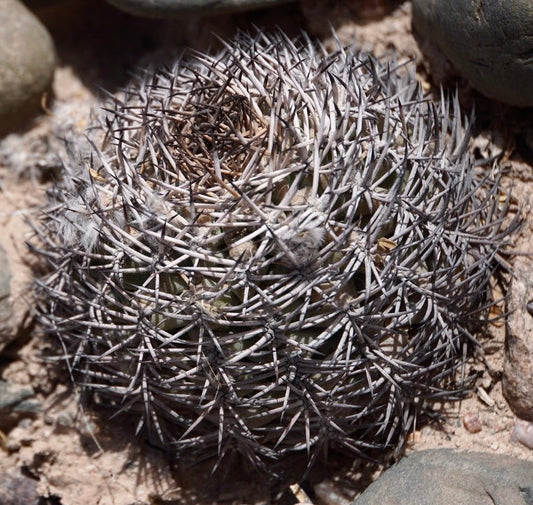 Acanthocalycium thionanthum raro cactus con spine grigie dense su terreno roccioso