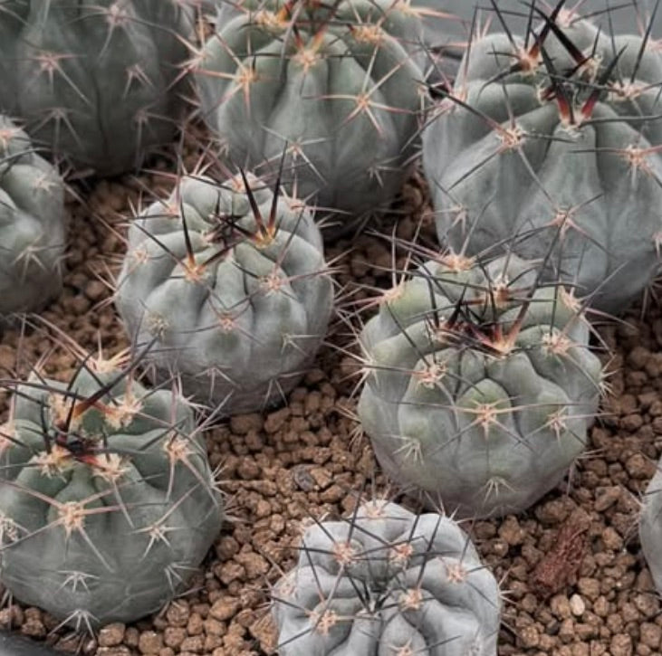 Acanthocalycium thionanthum var. copiapoides piccoli cactus rotondi con spine lunghe e scure su ghiaia